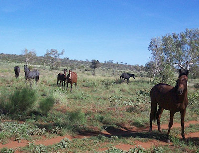 For my non-Australian readers - a brumby is a wild horse, the equivalent of an American mustang.