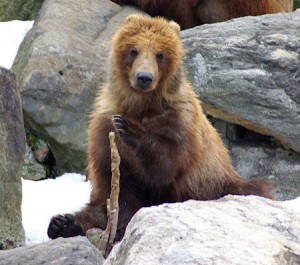 A bear with a stick