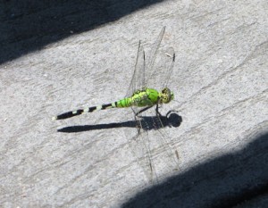 There were dragonflies of the most lovely colours...