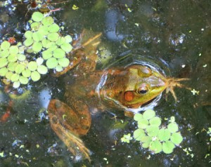 It took me a while to spot my first frog - but after I had seen this chap - I saw them everywhere