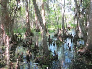 Even the haunted parts of the swamp were quite lovely,