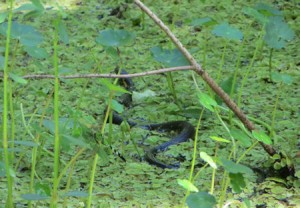 As for the snakes - they were everywhere - on lands and on water... even on the boardwalk.
