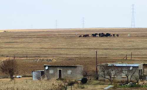 Even in the villages close to the capital, people still produce their own food and graze their cattle on unfenced land.