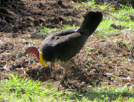 I have been waking up every morning to the sound of this guy. He's a scrub turkey and he lives in the back garden. A very busy chap he is too. 