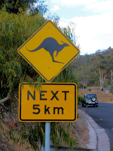There are warning signs like this in a lot of places, but the kangaroos don’t read the signs. You can find them anywhere.